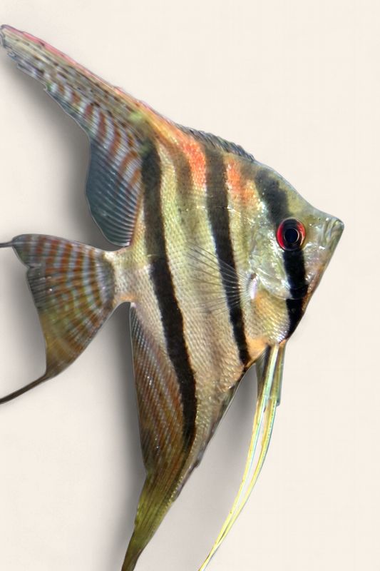 Angelfish - Santa Isabel (Captive Raised)