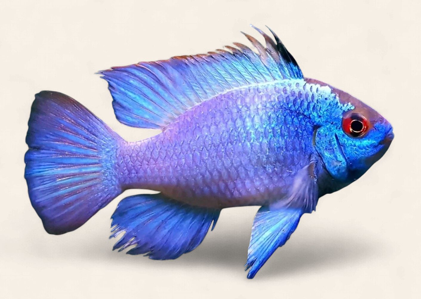 Electric Blue Ram