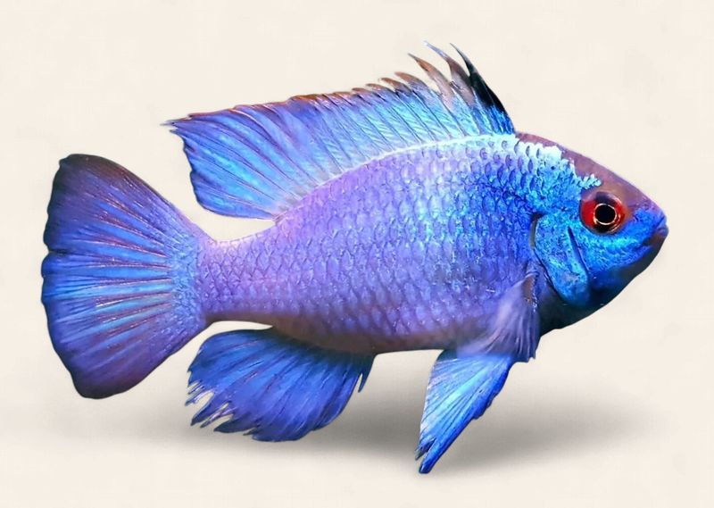 Electric Blue Ram