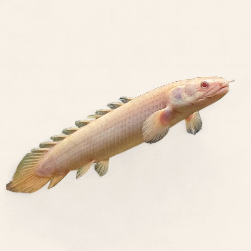 Polypterus Senegalus - Albino