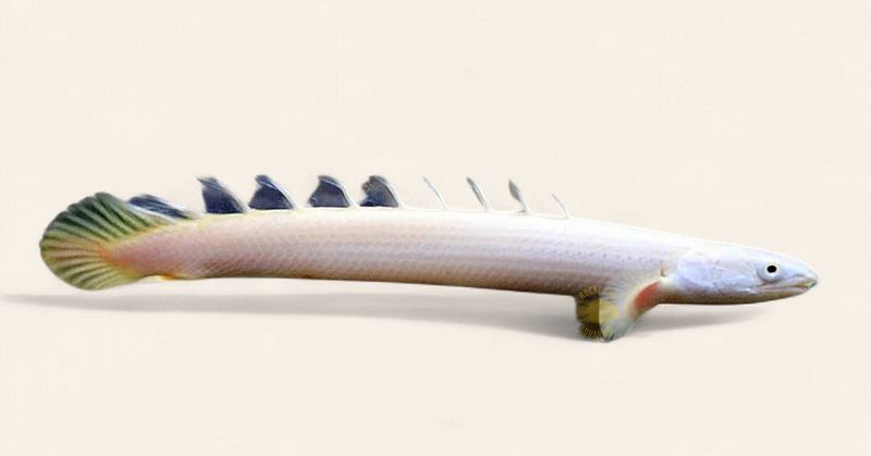 Polypterus Senegalus - Albino