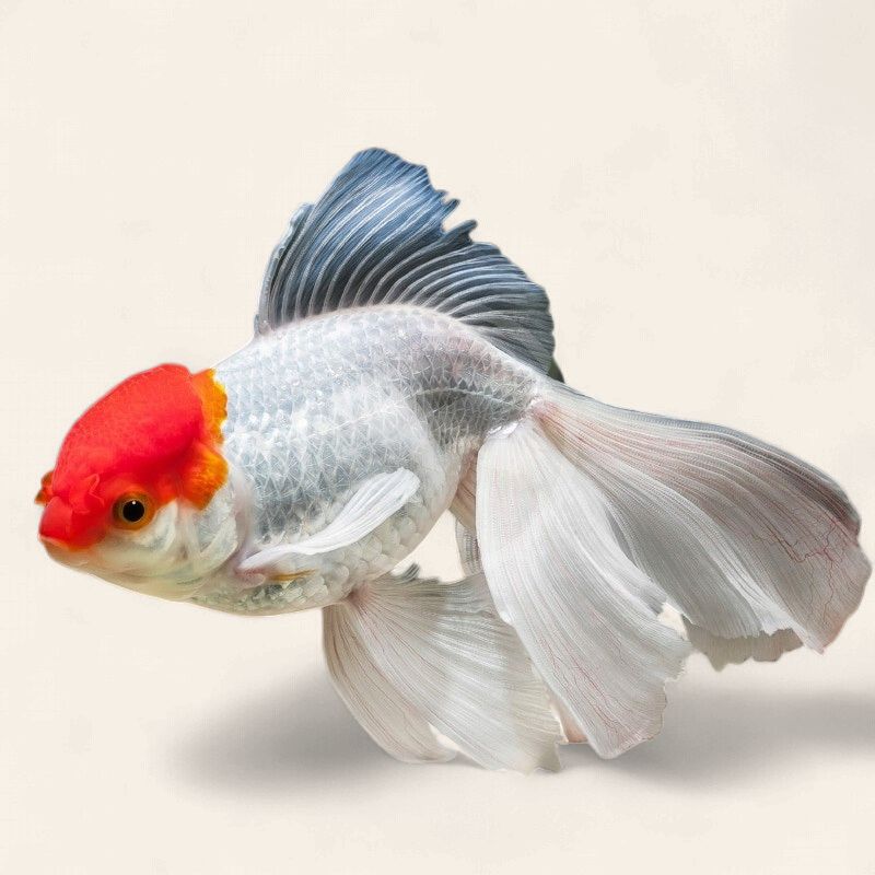 Red Cap Oranda Goldfish
