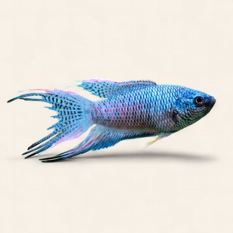 Paradise Fish - Blue
