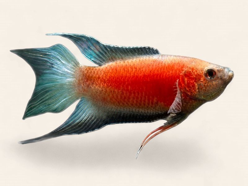 Paradise Fish - Red