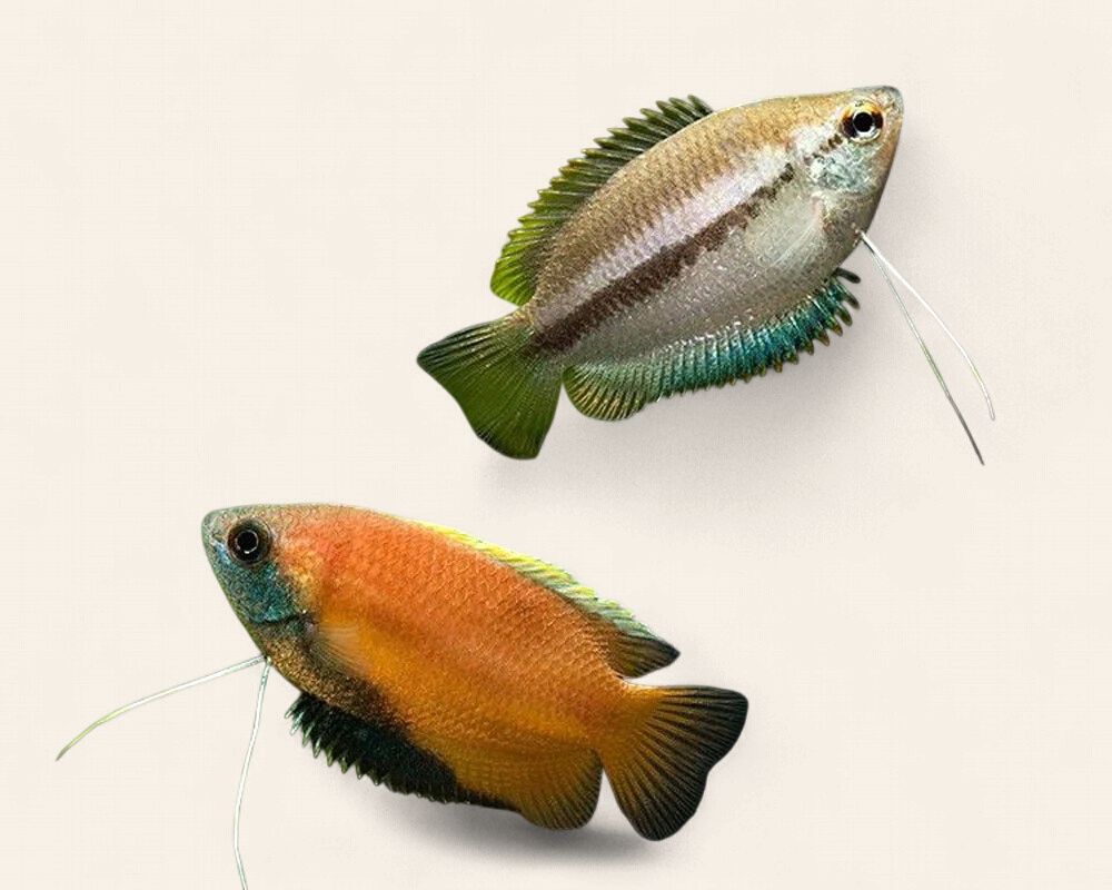 Honey Gourami - Wild Type