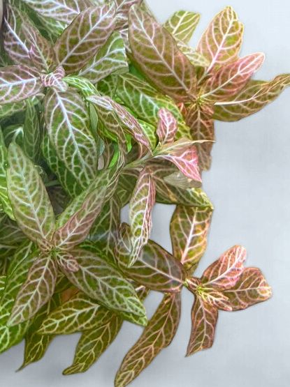 Hygrophila Polysperma Rosanervig (sunset)