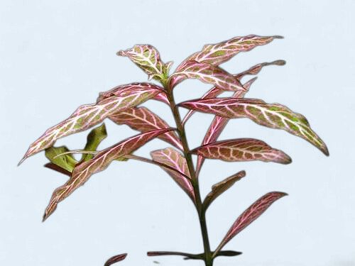 Hygrophila Polysperma Rosanervig (sunset)