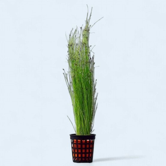 Eleocharis vivipara (Umbrella Hair Grass)