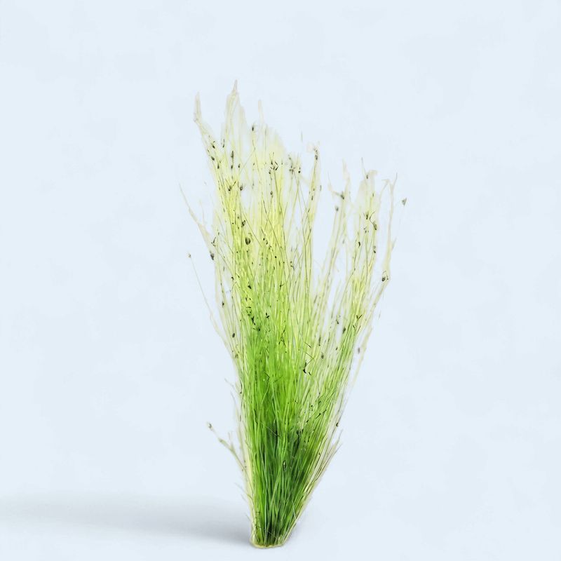 Eleocharis vivipara (Umbrella Hair Grass)