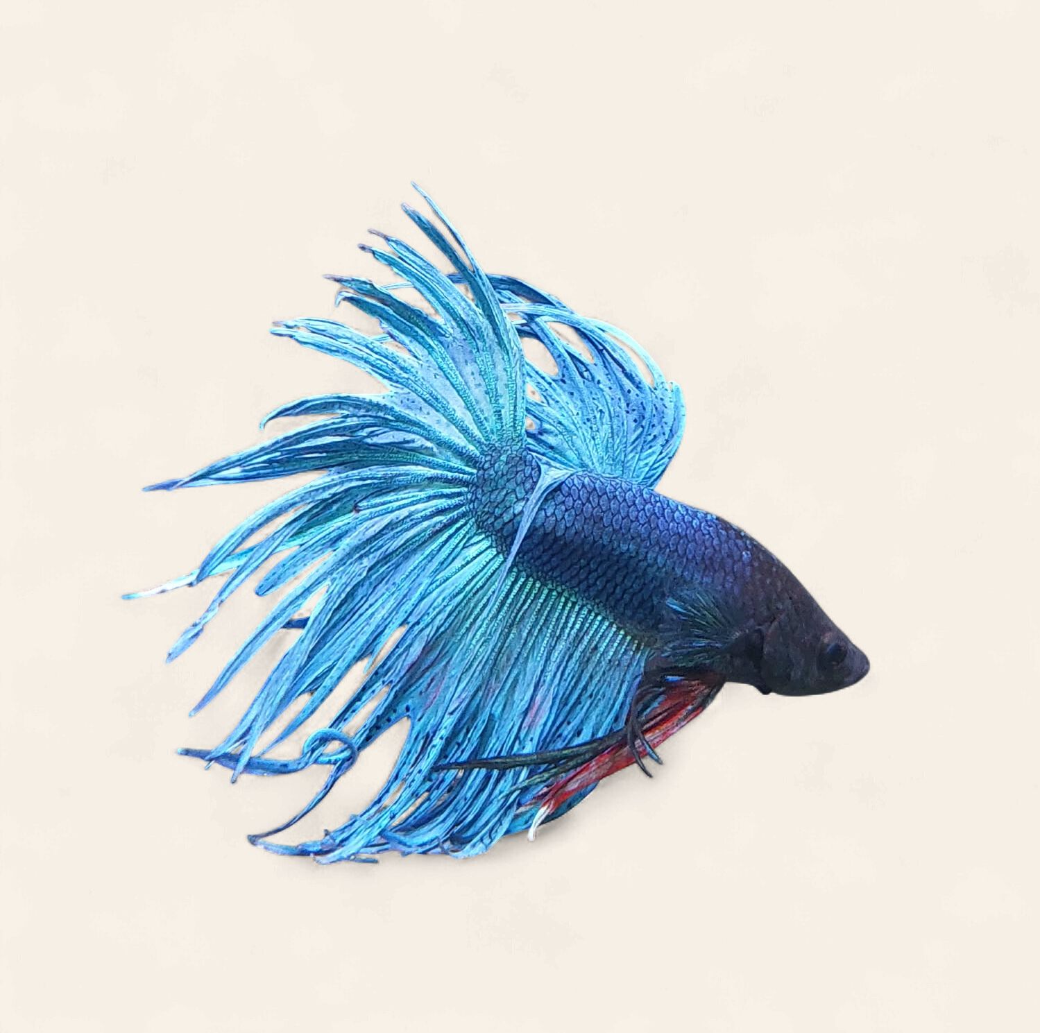 Betta - Crowntail Male, Colour: C1