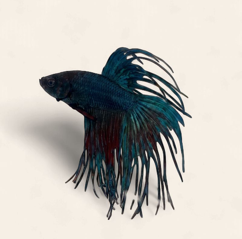 Betta - Crowntail Male