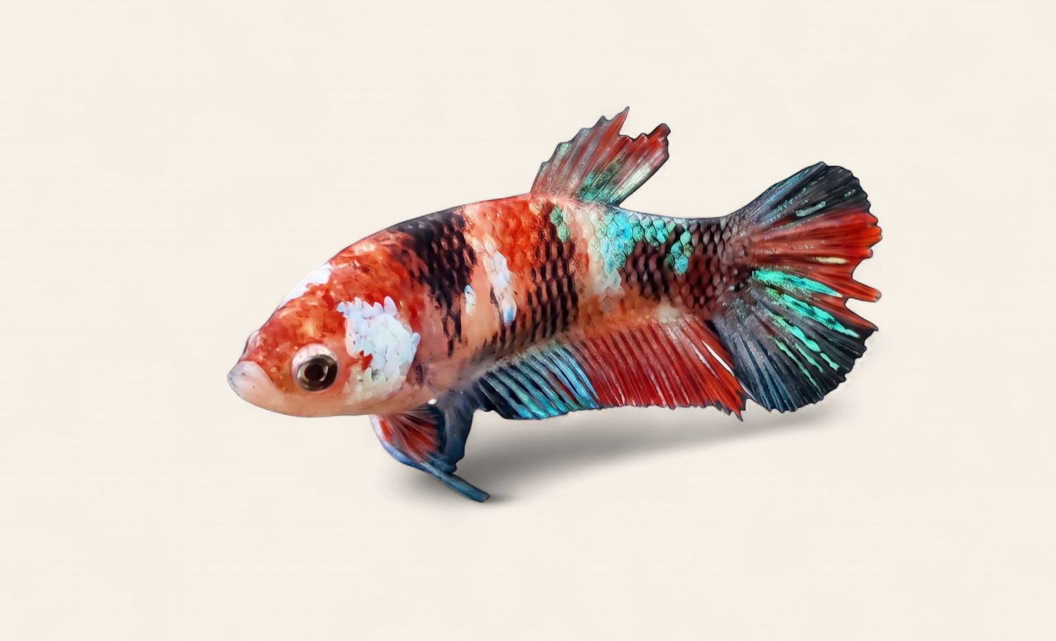 Betta - Nemo Plakat Female