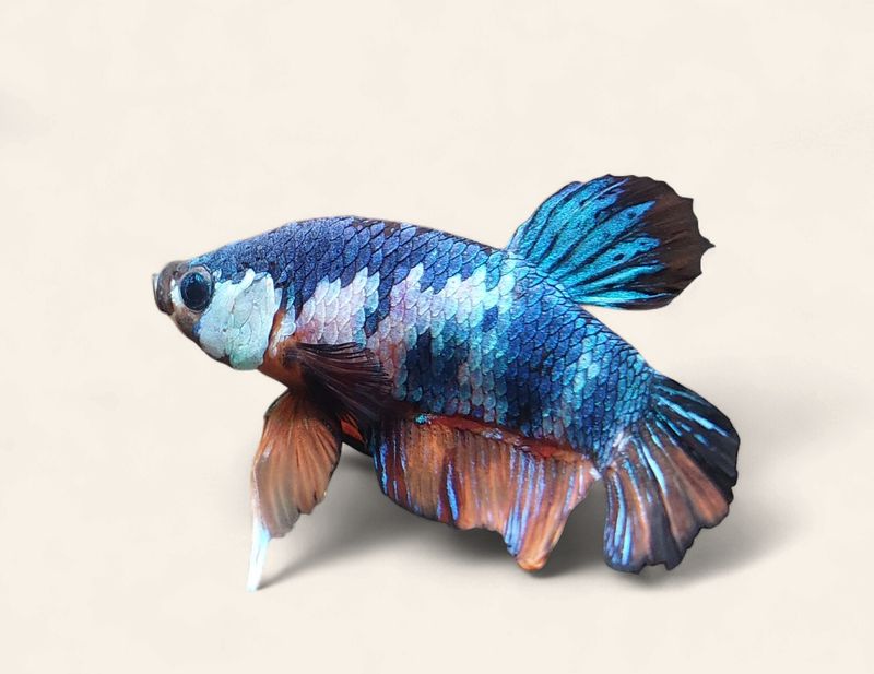 Betta - Nemo Plakat Male