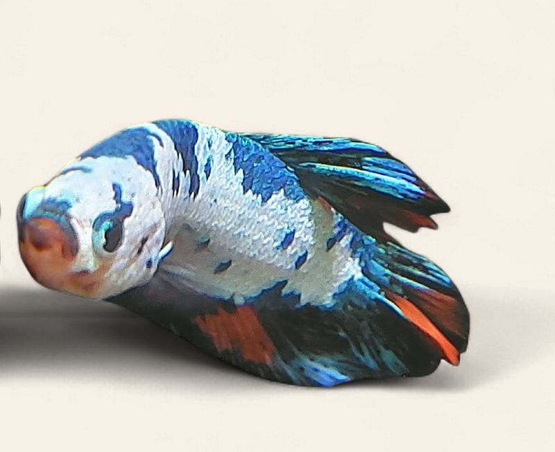 Betta - Nemo Plakat Male
