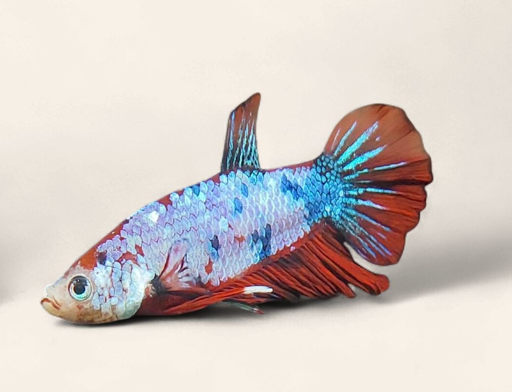 Betta - Nemo Plakat Male, Colour: N1