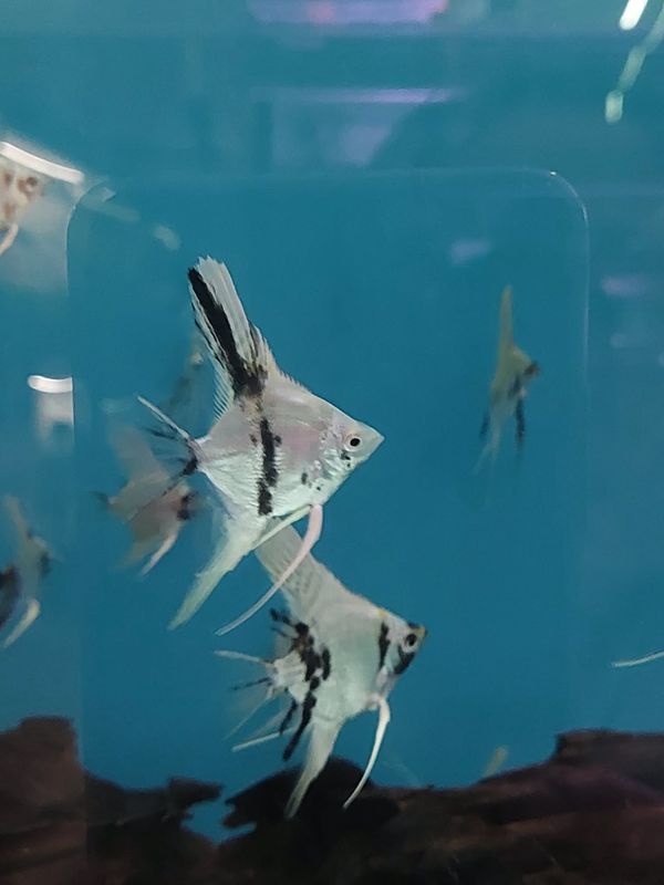 Angelfish - Platinum Marble Pearlscale