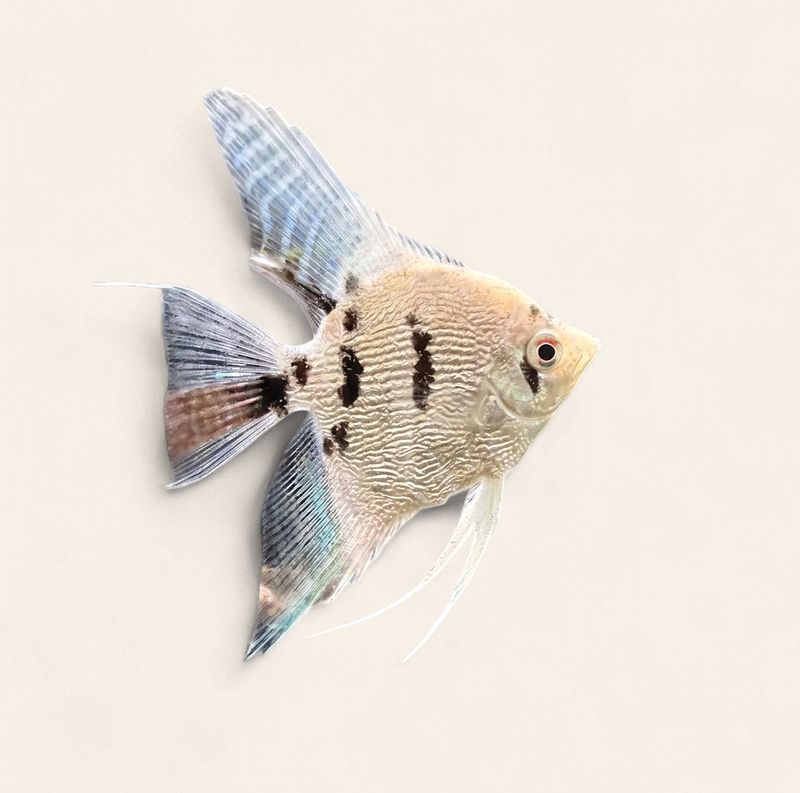 Angelfish - Platinum Marble Pearlscale