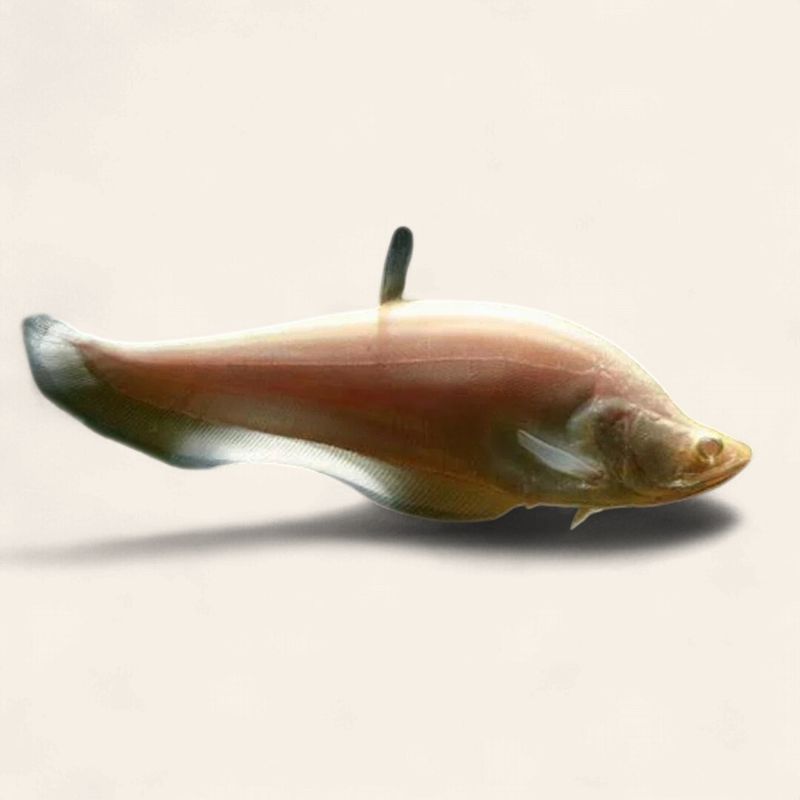 Albino Knife Fish