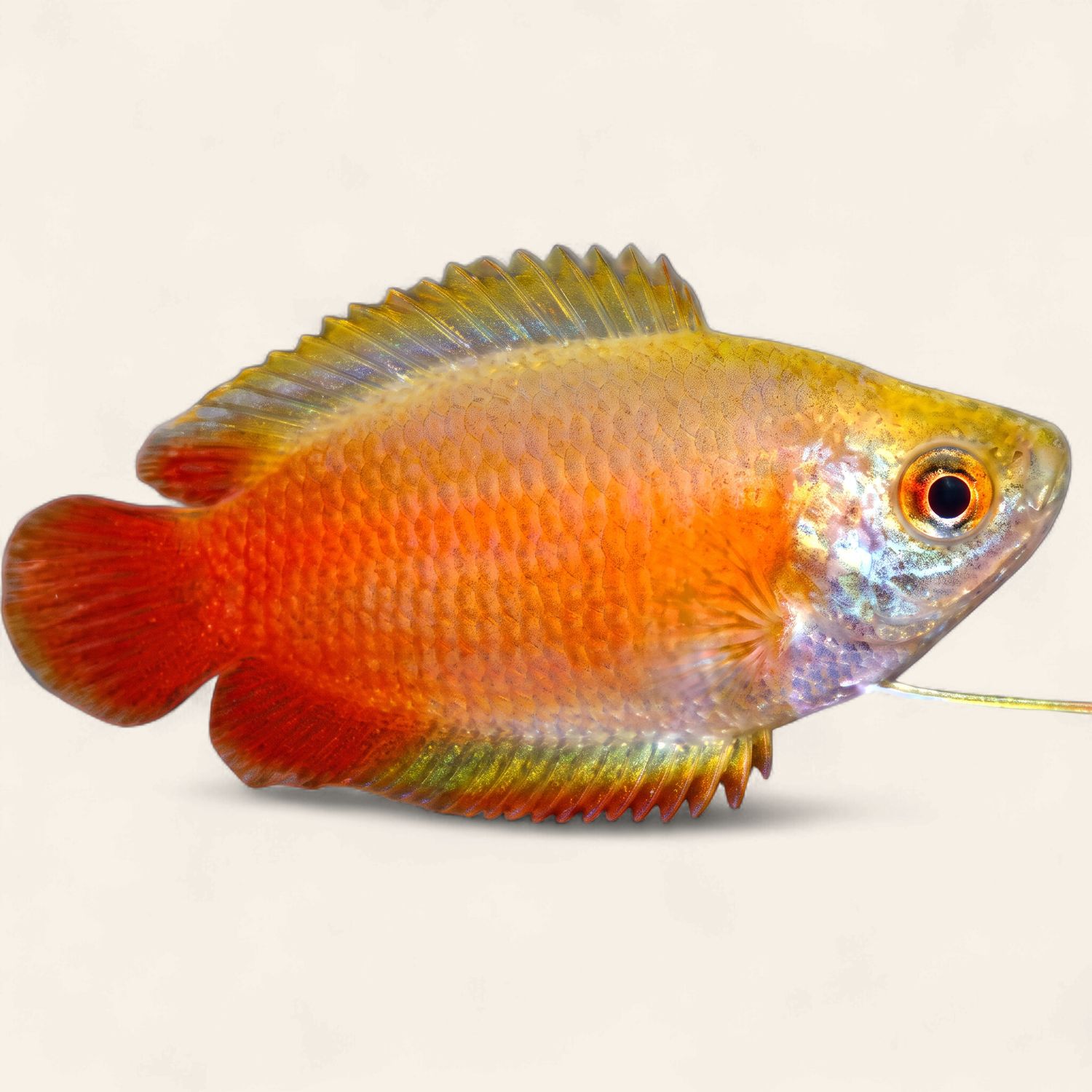 Redtail Gold Honey Gourami