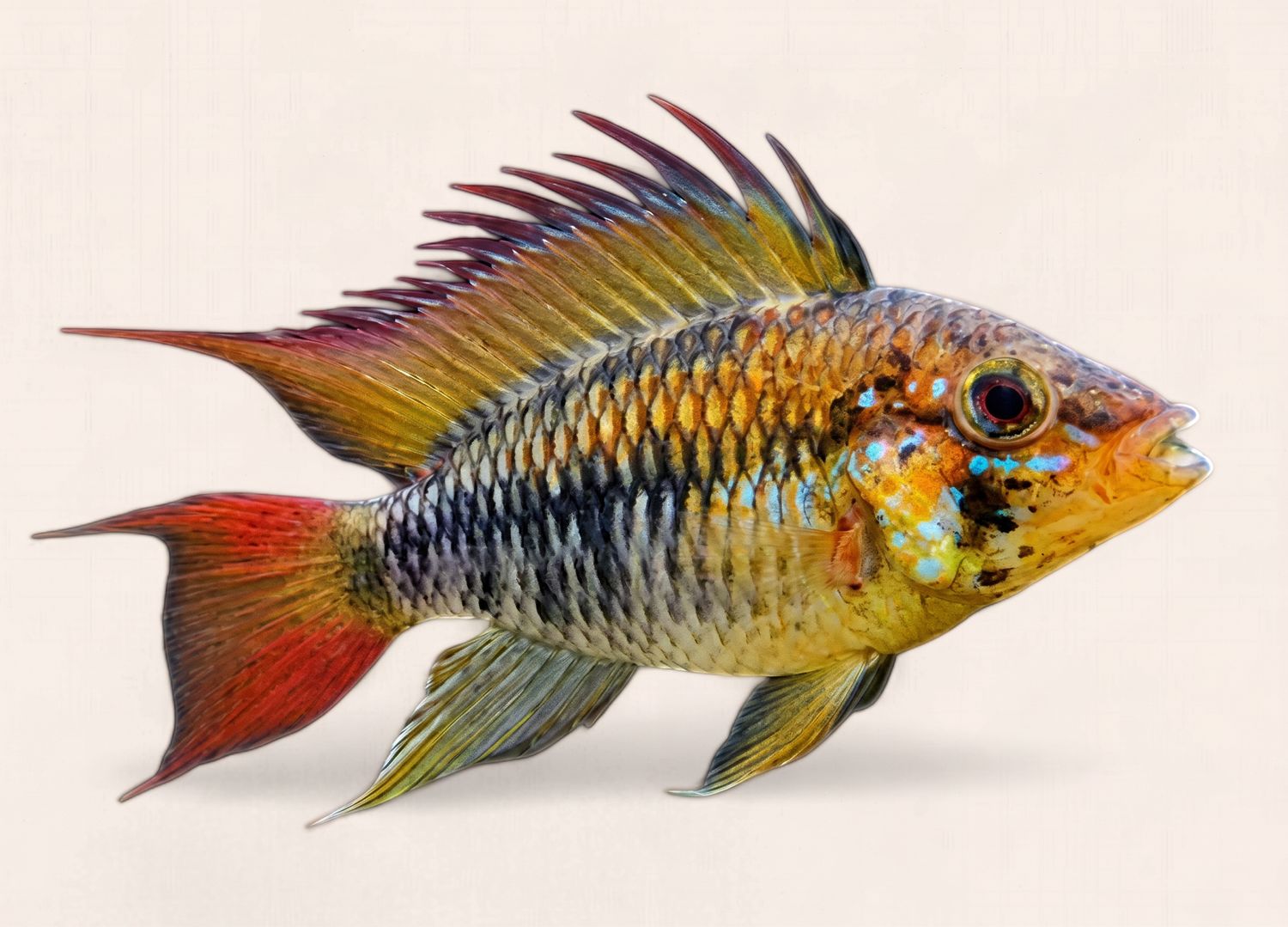 Apistogramma macmasteri(Red neck viejita) Male