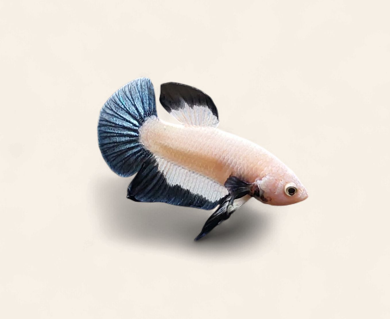 Betta - Blue Ring Plakat Male (damaged left eye)