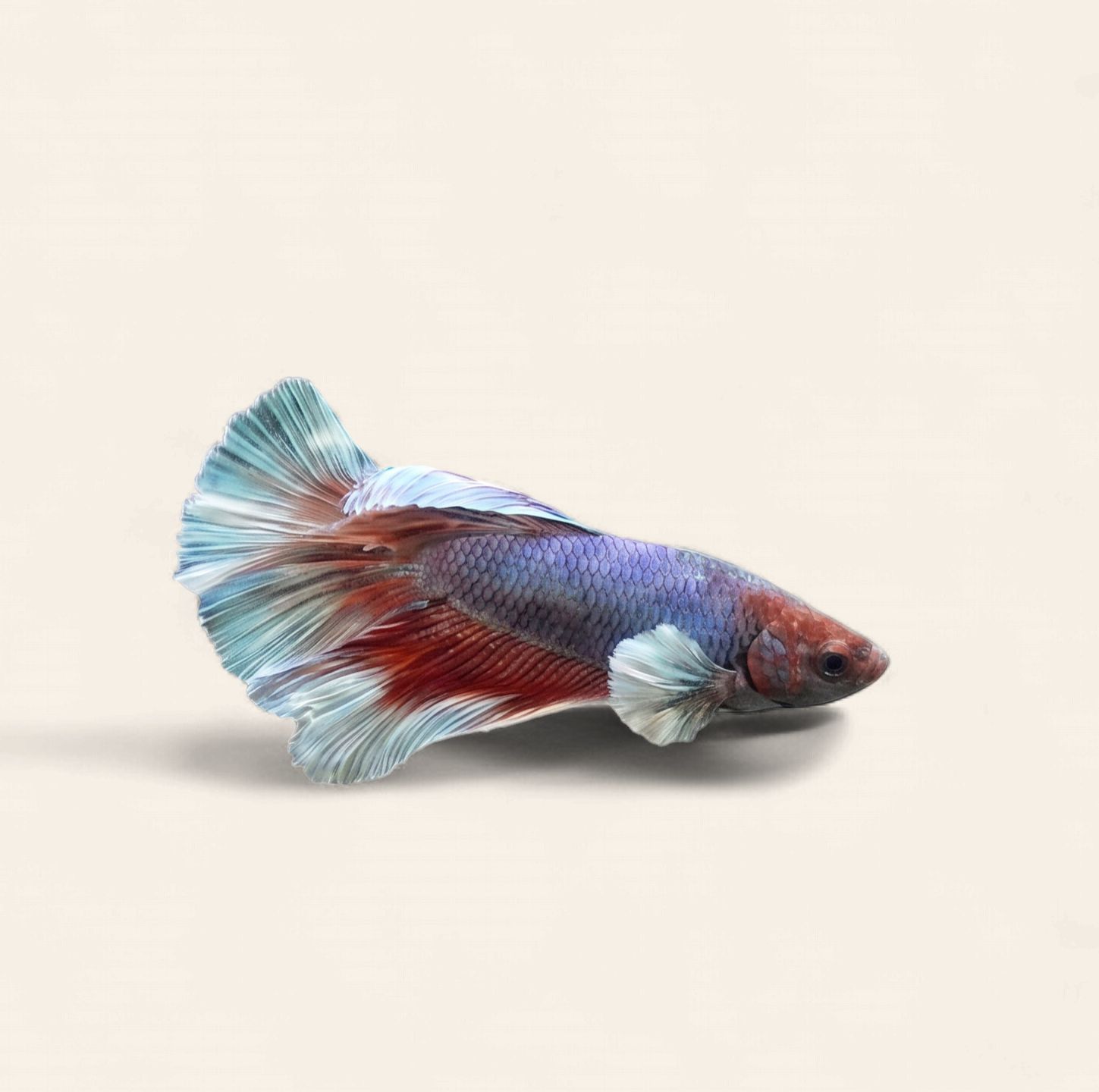 Betta - Elephant Ear Halfmoon Male, Colour: Purple &amp; Red