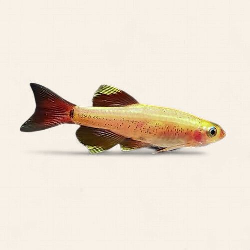 White Cloud Moutain Minnow - Gold