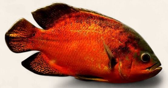 Oscar - Red