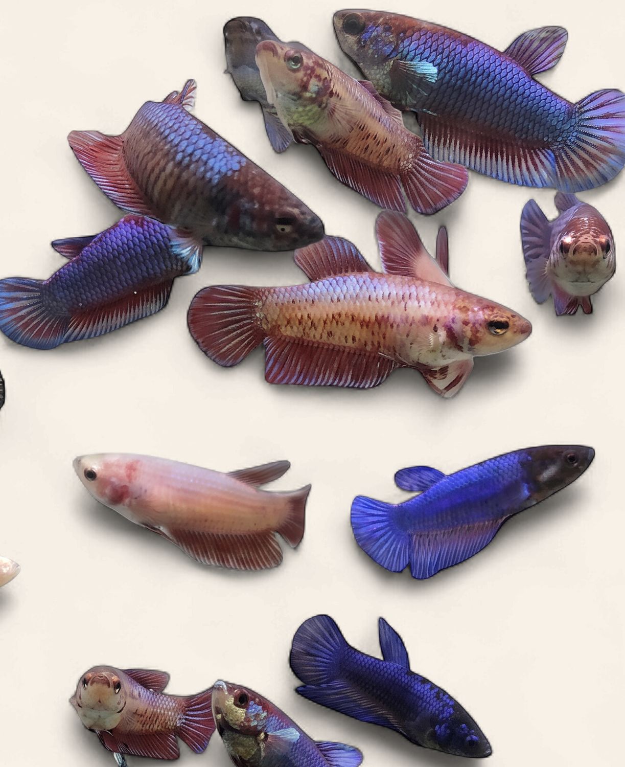 Betta - Assorted Female