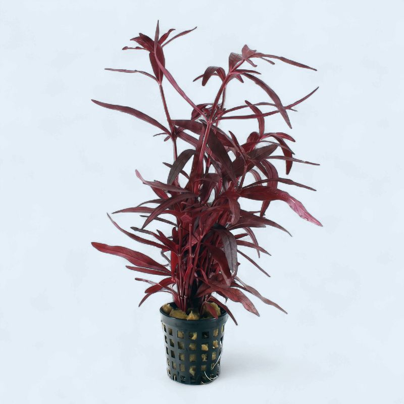 Alternanthera sessilis - Beetroot Rubra