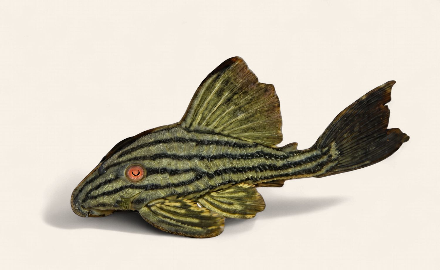 Red Eye Royal Pleco L190