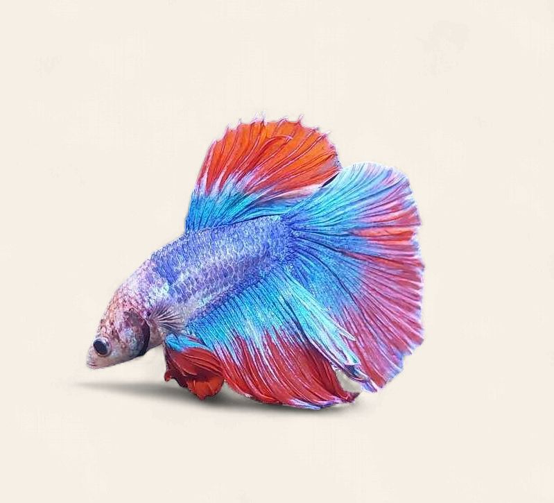 Betta - Super Delta Male