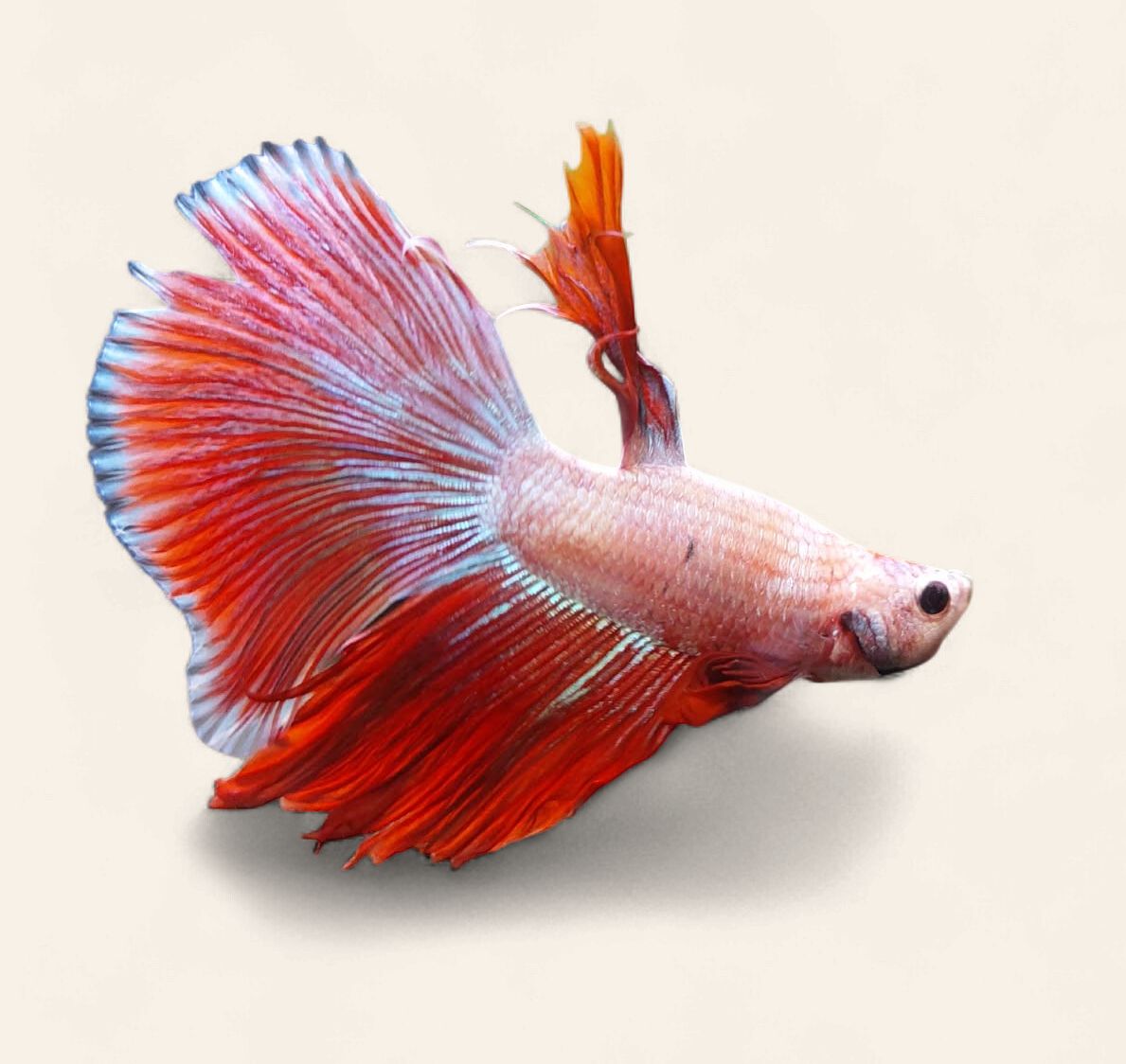 Betta - Super Delta Male, Colour: Red/White