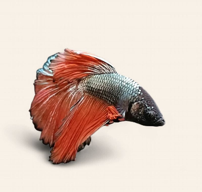 Betta - Super Delta Male