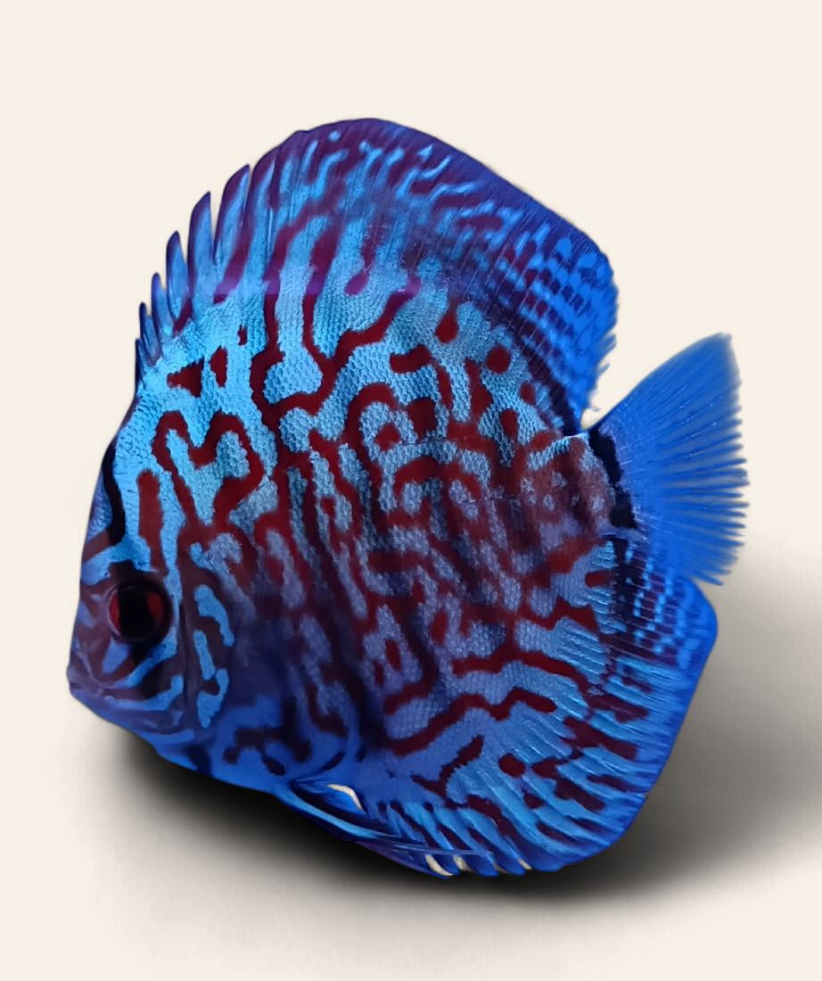 Discus - Turquoise 9cm
