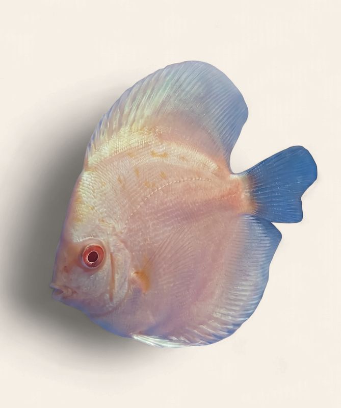Discus - Albino Blue Diamond 9cm