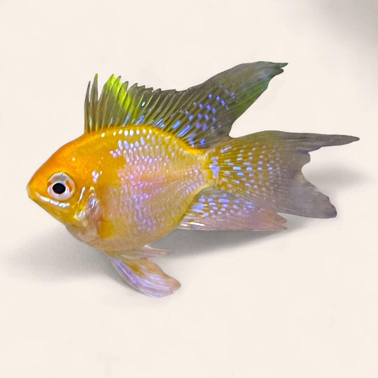 Gold Veil Balloon Ram