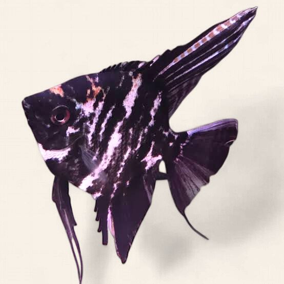 Angelfish - Marble