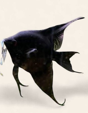 Angelfish - Black