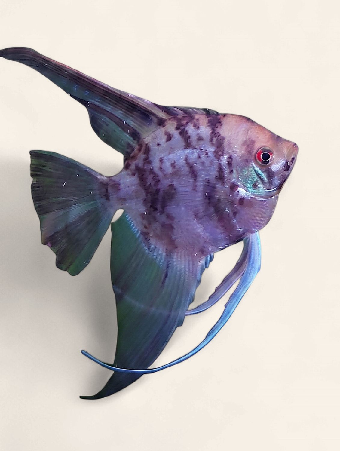 Angelfish - Bulgarian Marble