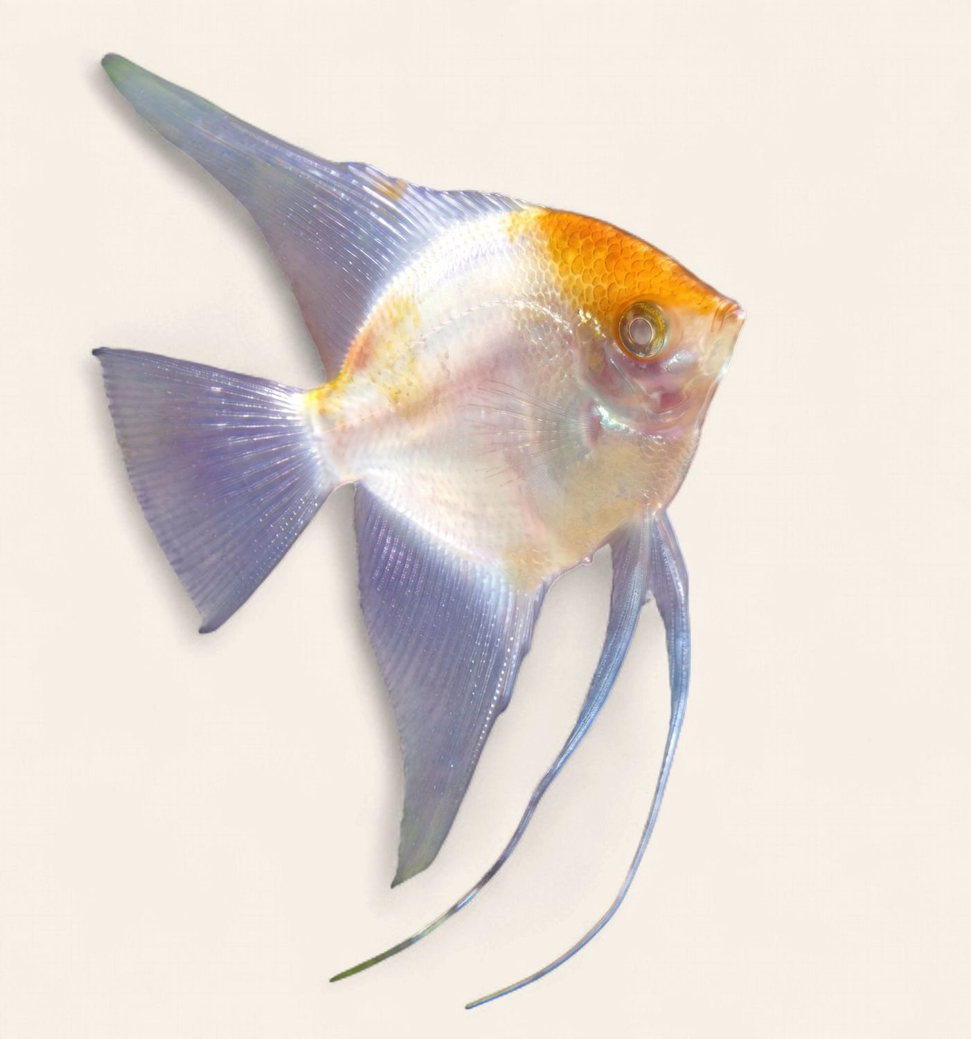 Angelfish - Assorted Blushing