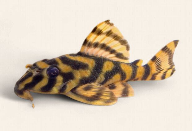 Big Banded Pleco - L140