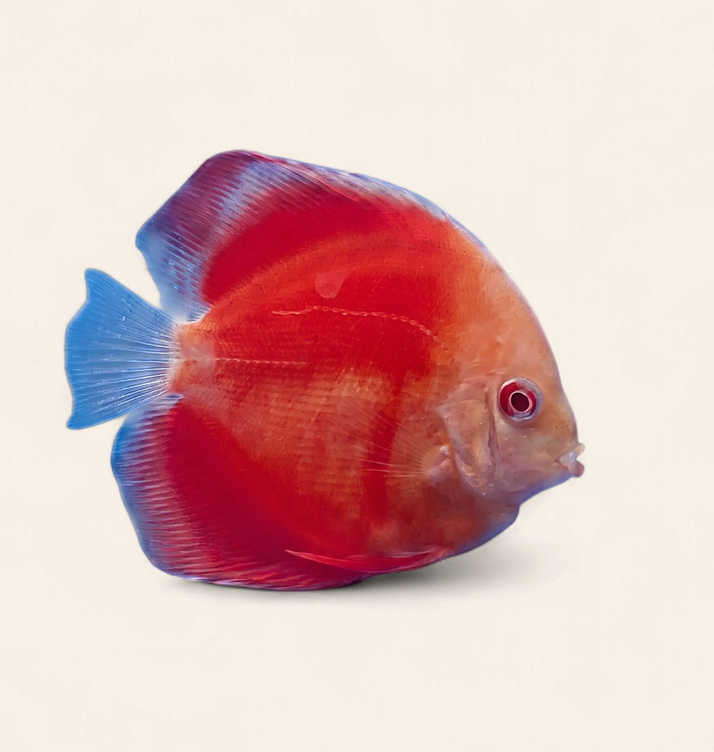 Discus - Albino Red 9cm