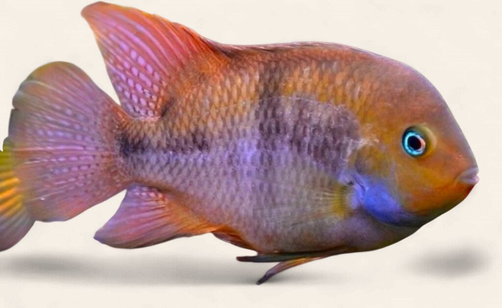 T-Bar Cichlid