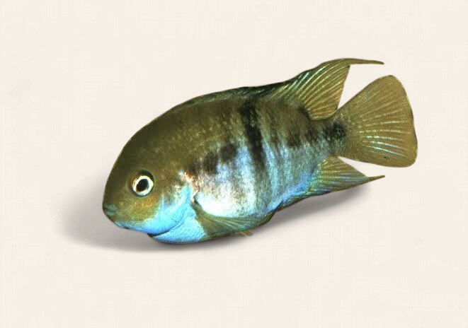 T-Bar Cichlid