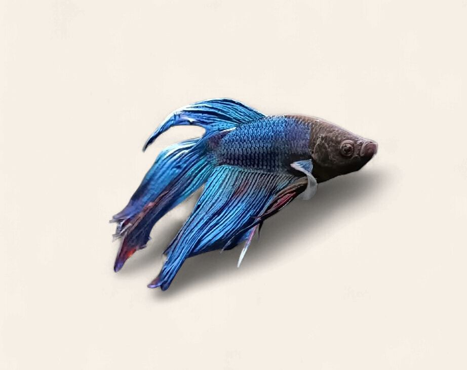 Betta - Veiltail Male, Colour: Blue