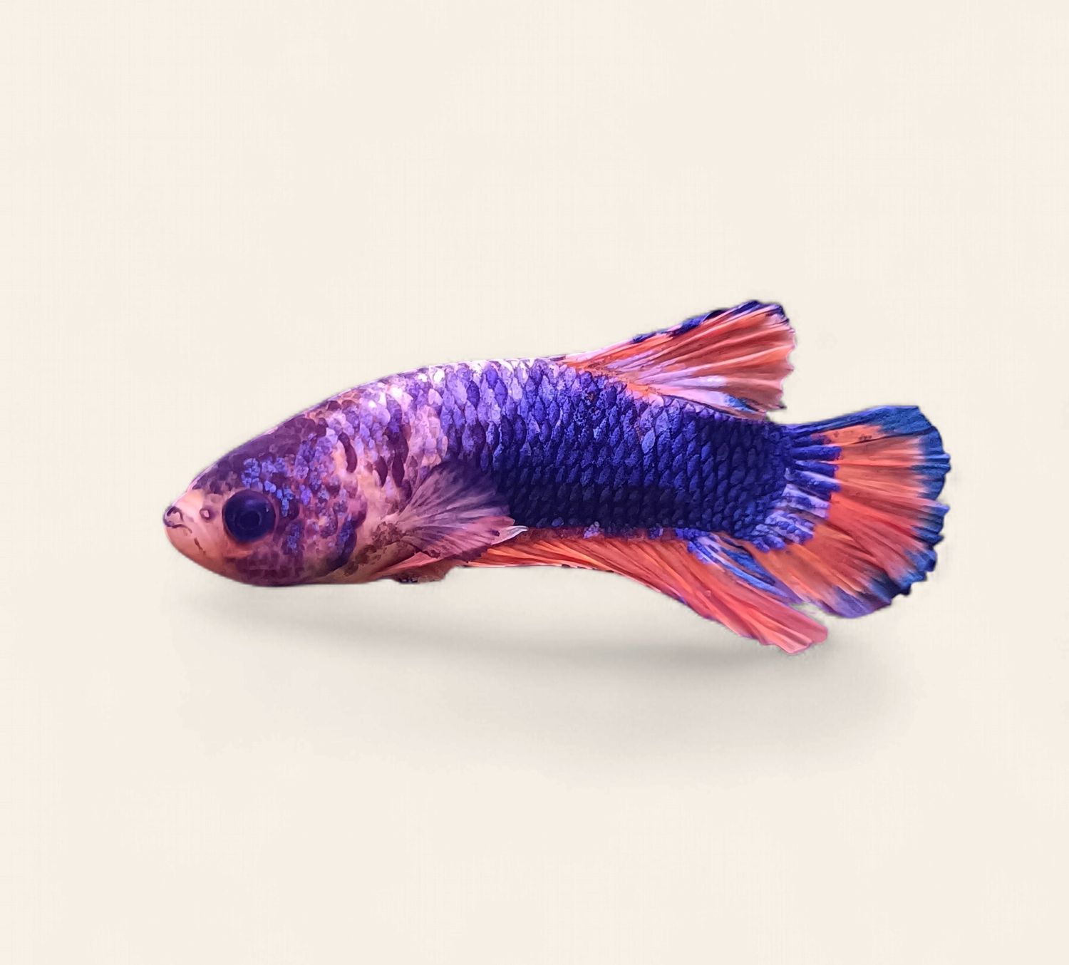 Betta - Yellow Picasso Plakat Male