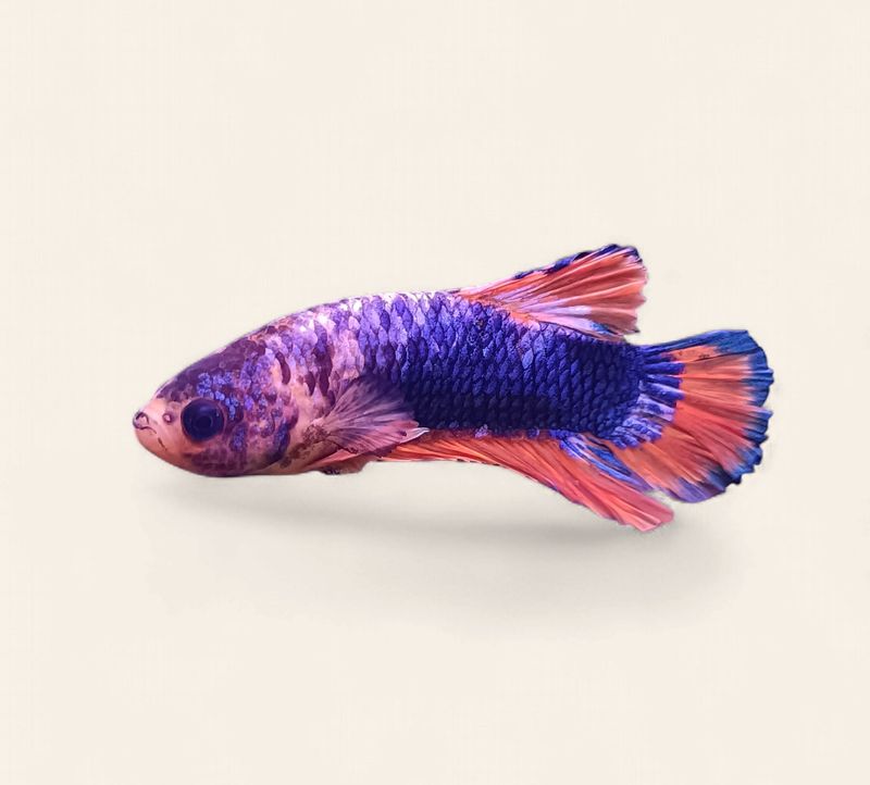 Betta - Yellow Picasso Plakat Male