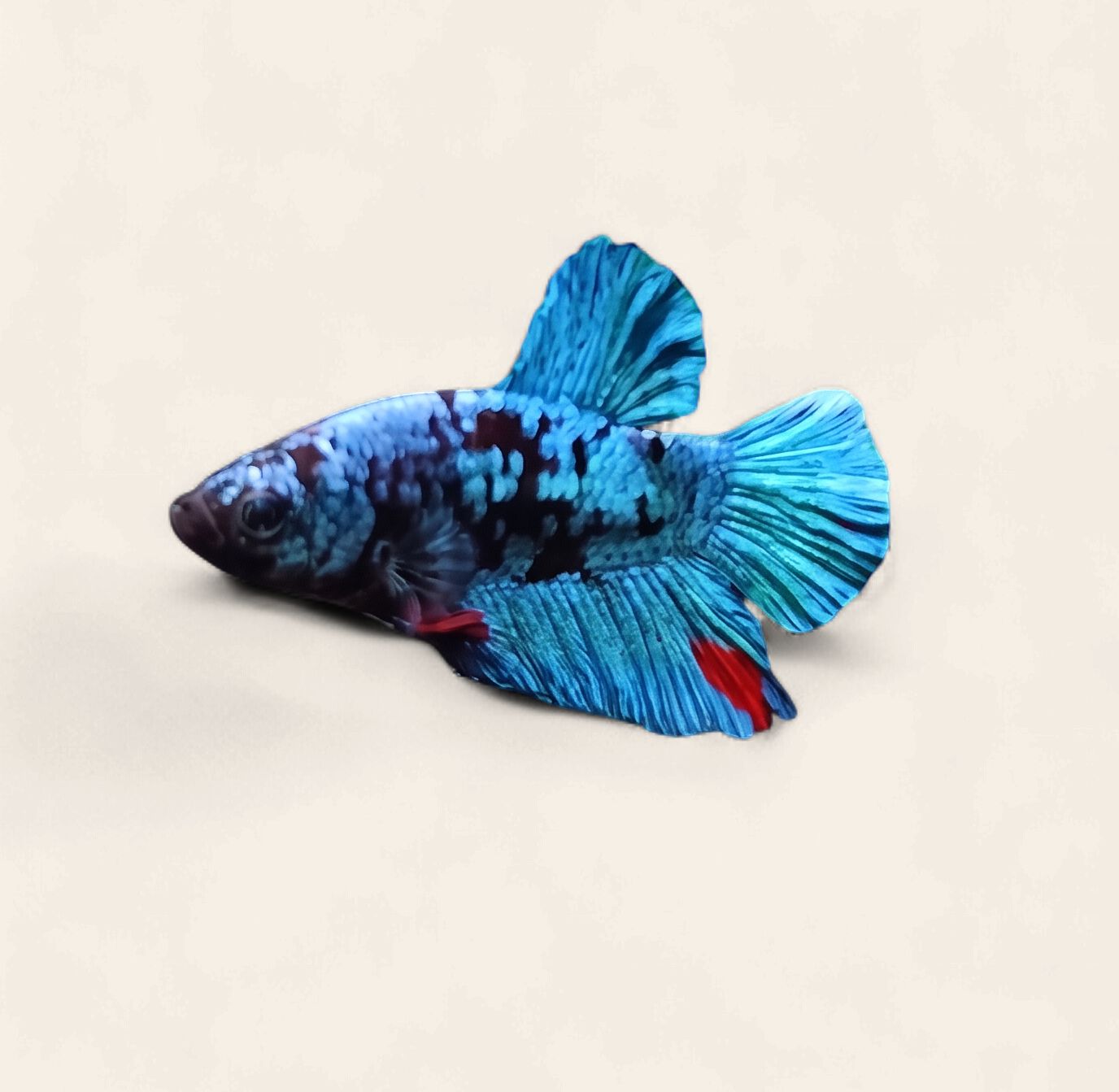 Betta - Avatar Blue Plakatt Male A1