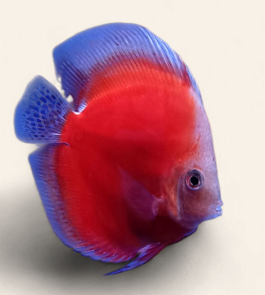Discus - Red Melon 9cm